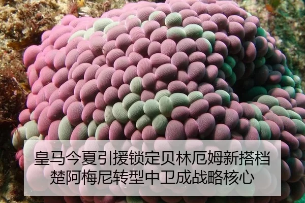 huang-ma-jin-xia-yin-yuan-suo-ding-bei-lin-e-mu-xin-da-dang-chu-a-mei-ni-zhuan-xing-zhong-wei-cheng-zhan-lve-he-xin-2-115.jpg